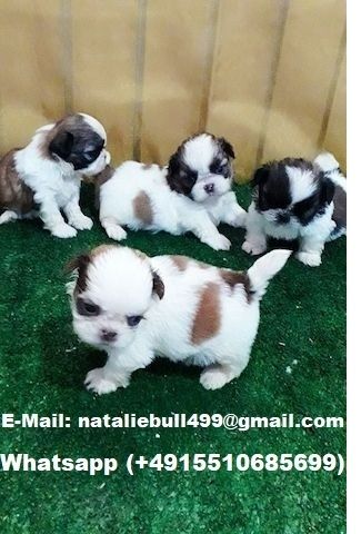 Shih Tzu Welpen