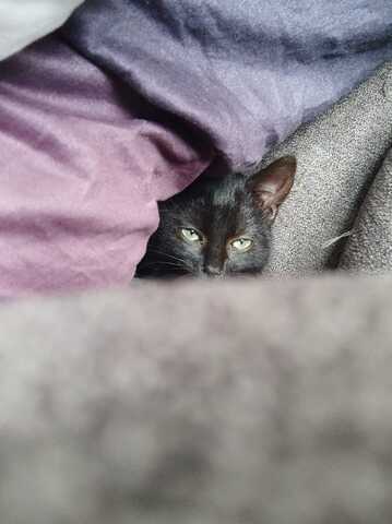 LOKI sucht dringend ein Zuhause