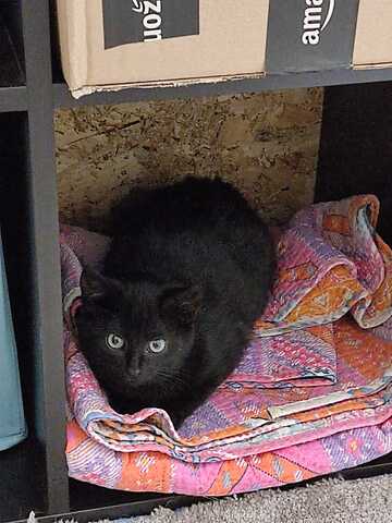 LOKI sucht dringend ein Zuhause