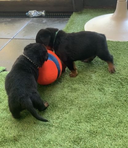 Dringender Verkauf! Rottweiler-Welpen