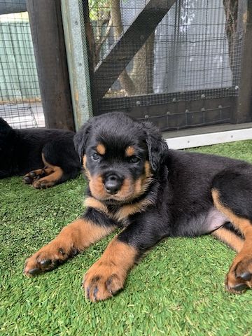 Niedliche Rottweiler-Welpen 