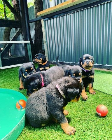 Rottweilerwelpe sucht ein liebevolles Zuhause zu Weihnachten.