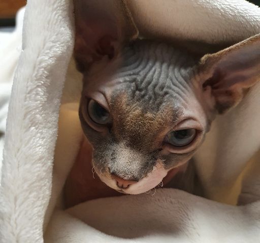 Kanadische Sphynx