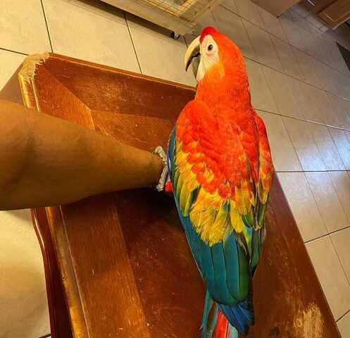 afrikanische Papageien suchen ein Zuhause.