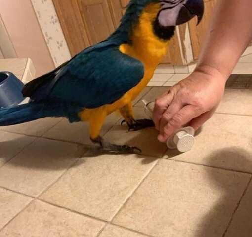 afrikanische Papageien suchen ein Zuhause.