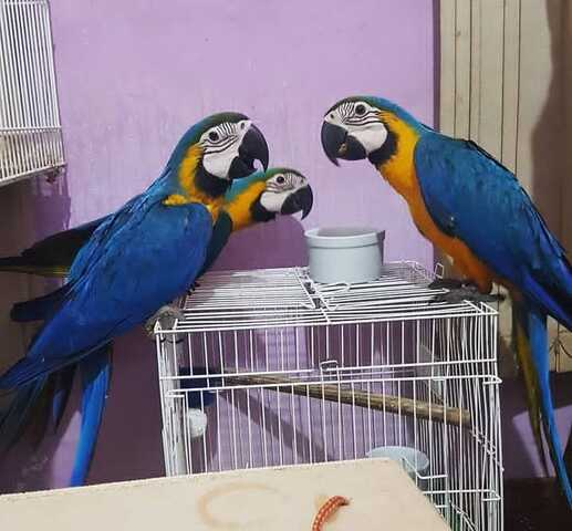 Wunderschöne Aras suchen ein neues Zuhause.