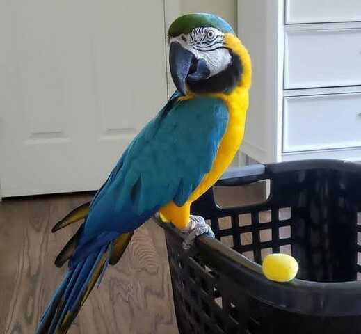 Handaufgezogene Baby-Blau-Gold-Aras.