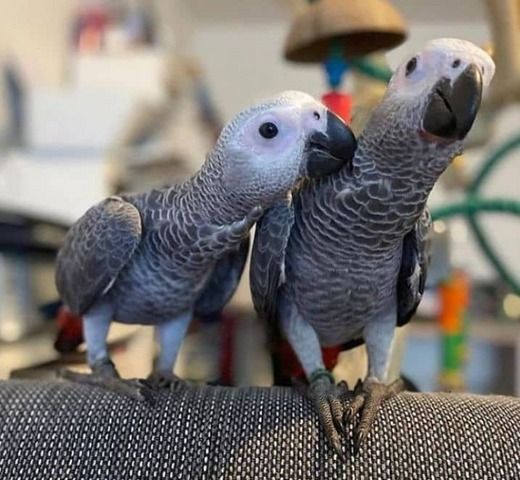 Ich verkaufe einen Graupapagei.