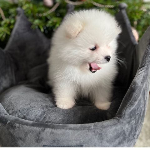 Erstaunliche kleine Pomeranian-Welpen!