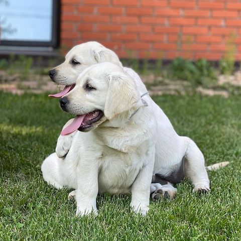 Wunderschöne Labrador Welpen