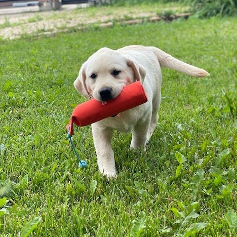 Wunderschöne Labrador Welpen