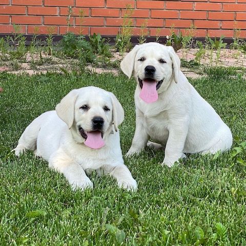 Wunderschöne Labrador Welpen
