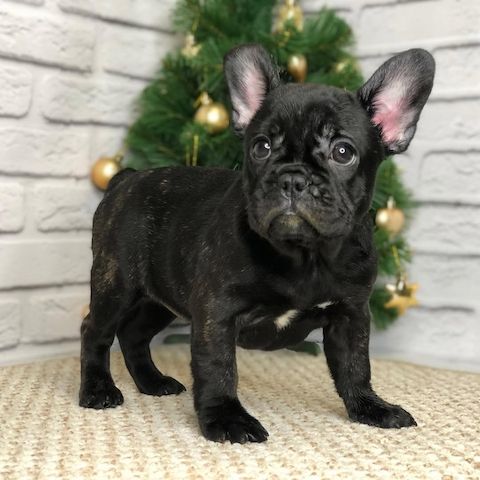„Süße Französische Bulldoggen Welpen zu verkaufen