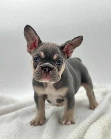 Französische Bulldoggen Welpen