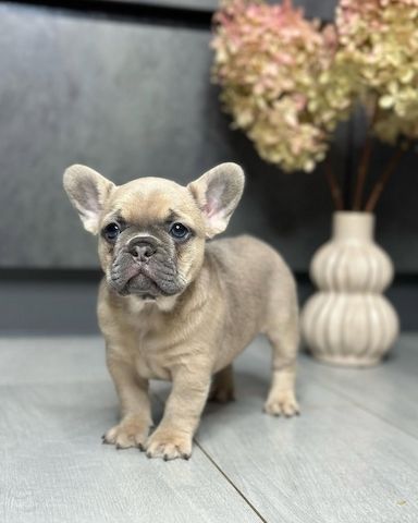 Französische Bulldoggen Welpen zu verkaufen