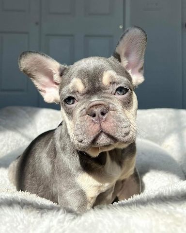Französische Bulldoggen Welpen zu verkaufen