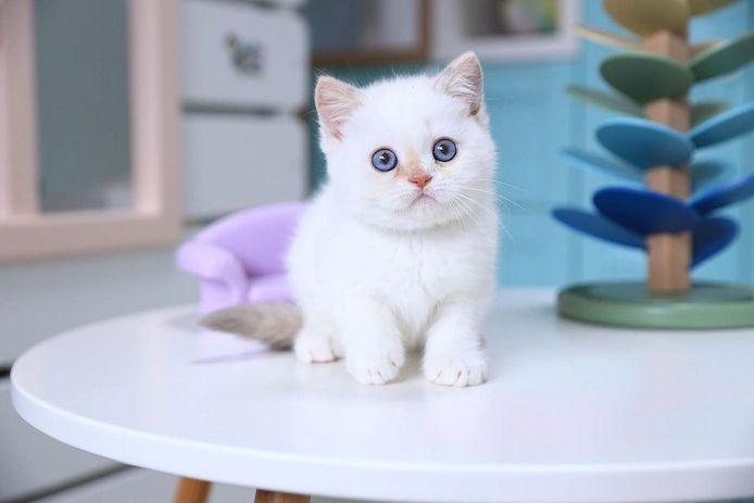 Britisch Kurzhaar Katzen zu verkaufen