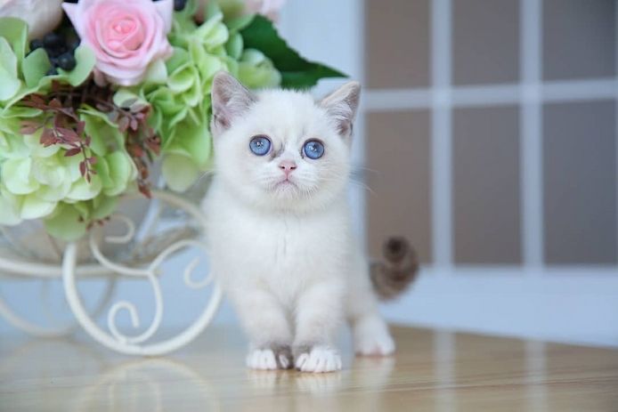 Britisch Kurzhaar Katzen zu verkaufen