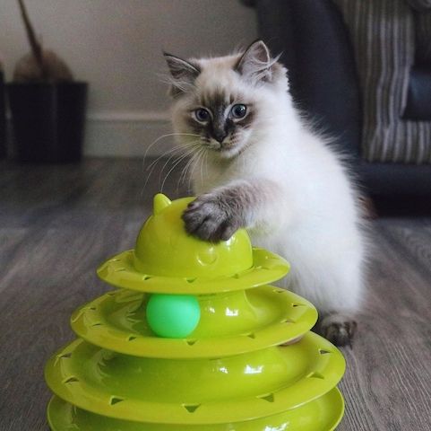 Ragdoll-Katzen zu verkaufen