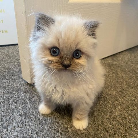 Ragdoll-Katzen zu verkaufen