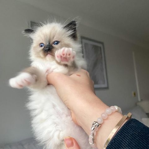 Ragdoll-Katzen zu verkaufen