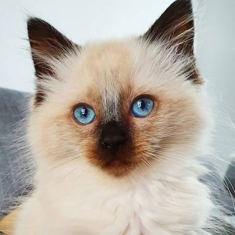 Ragdoll-Katzen zu verkaufen