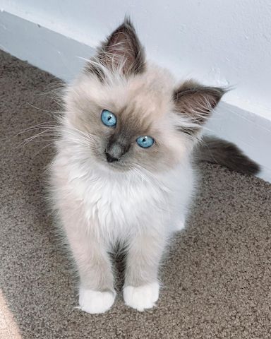 Ragdoll-Katzen zu verkaufen