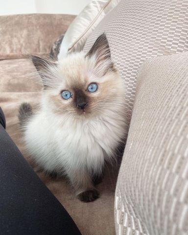 Ragdoll-Katzen zu verkaufen