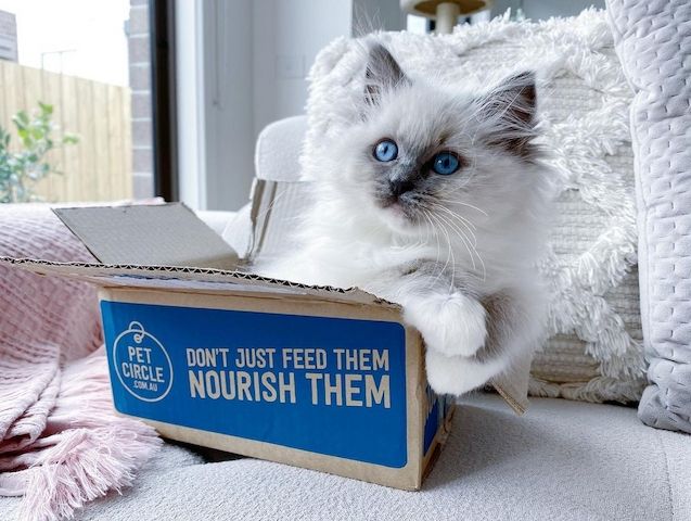 Ragdoll-Katzen zu verkaufen