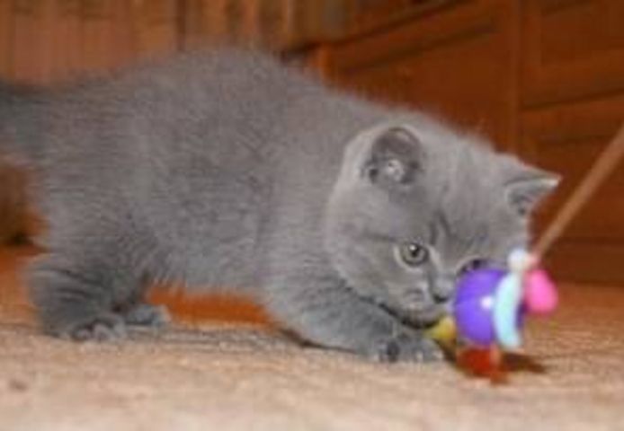 Russian blueKätzchen