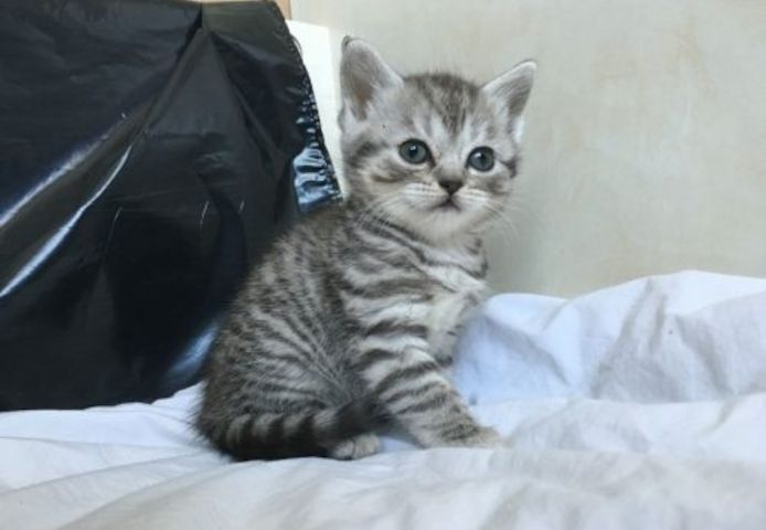 Schotse vouwen Kätzchen b