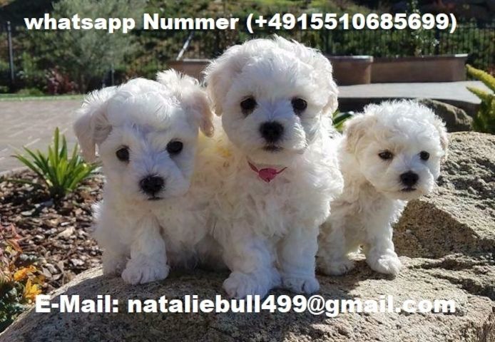 Bichon Frisé-Welpen