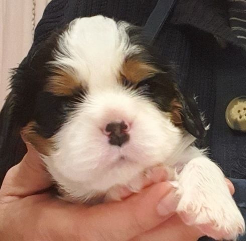 Cavalier-King-Charles-Spaniel-Welpe