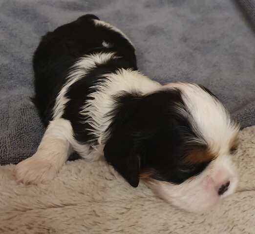 Cavalier-King-Charles-Spaniel-Welpe