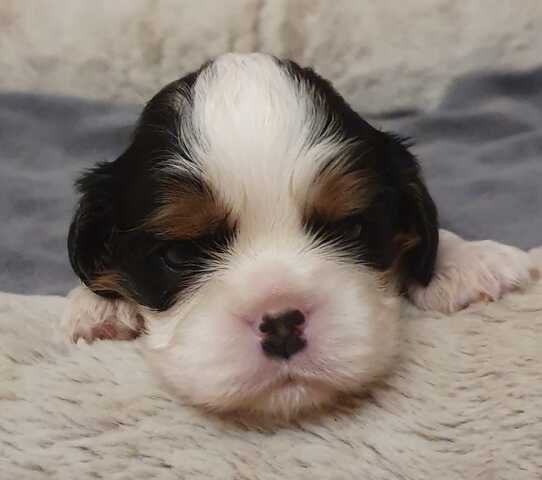 Cavalier-King-Charles-Spaniel-Welpe