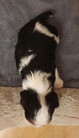 Cavalier-King-Charles-Spaniel-Welpe