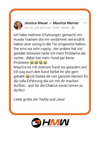 Professionelles Hundetraining – Persönlich oder auch via Video