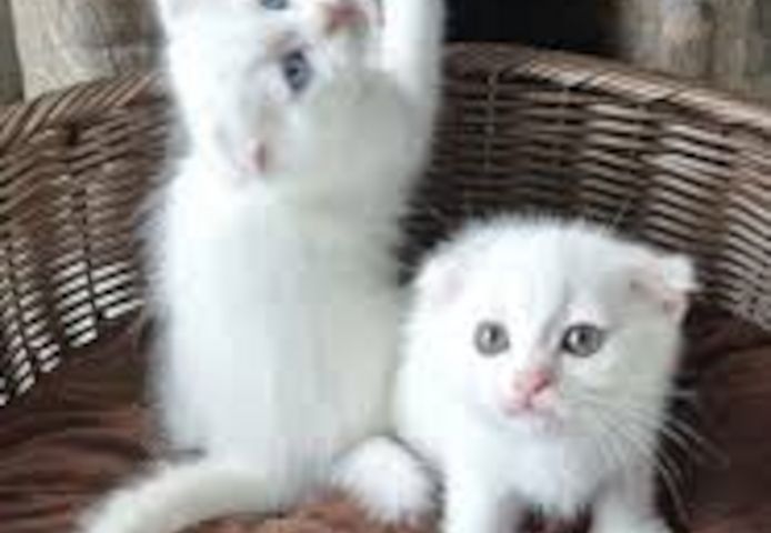 Ragdoll-Kätzchen zu verkaufen