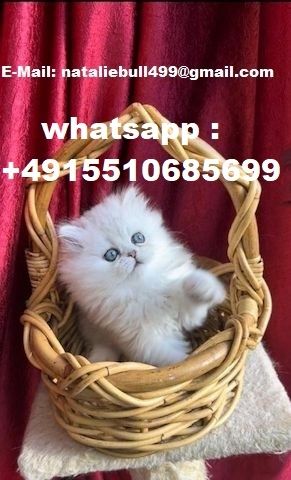 Ragdoll-Kätzchen zu verkaufen