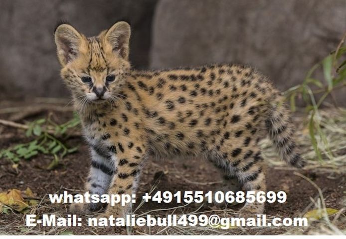 Savannah und Karakalkätzchen