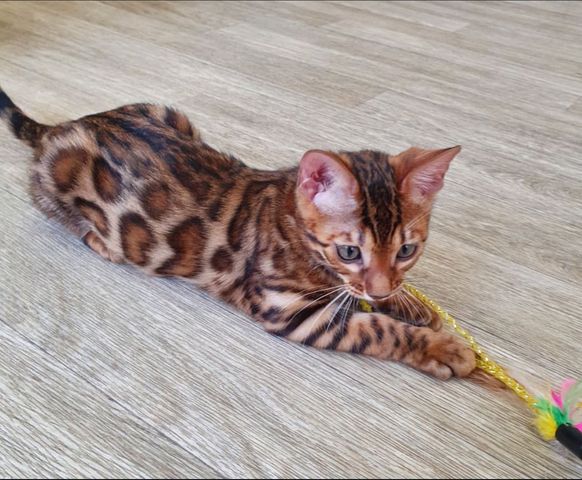 ✨ Lernen Sie Maya kennen – ein kleines Bündel aus Liebe und Freude ✨