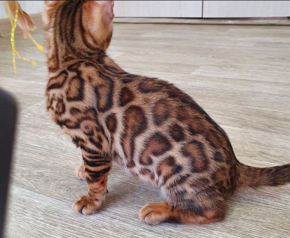 ✨ Lernen Sie Maya kennen – ein kleines Bündel aus Liebe und Freude ✨