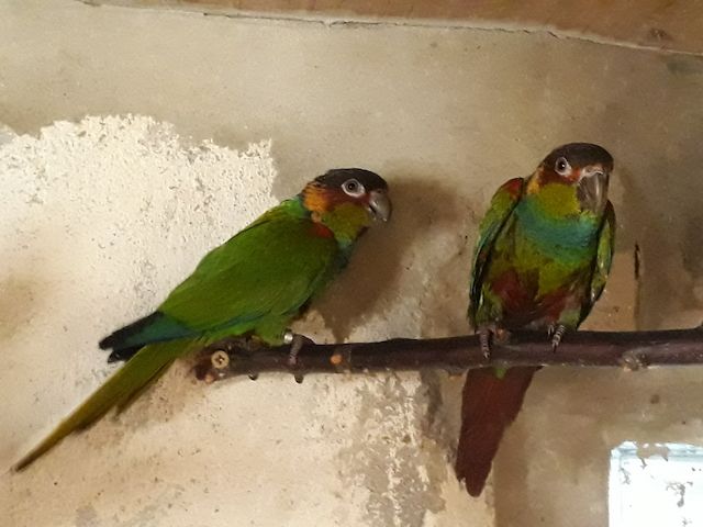 Zuchtpaar Blaulatzsittiche