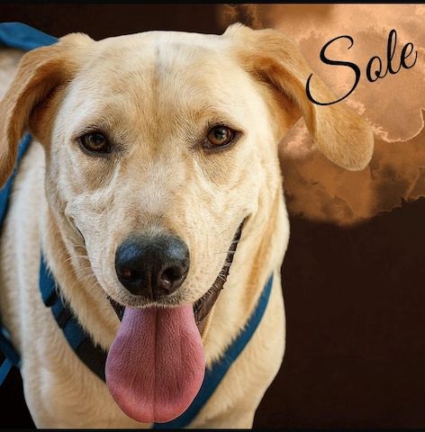 Sole, a.d.Tierschutz, sucht Happy-Home