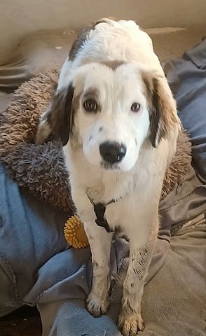 Mika, a.d.Tierschutz, sucht Happy-Home