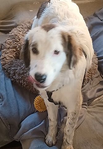 Mika, a.d.Tierschutz, sucht Happy-Home