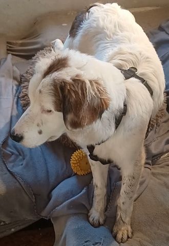 Mika, a.d.Tierschutz, sucht Happy-Home