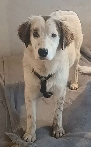 Mika, a.d.Tierschutz, sucht Happy-Home