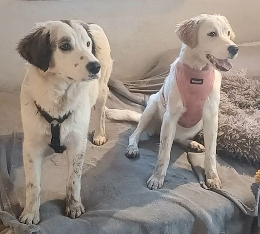 Mika, a.d.Tierschutz, sucht Happy-Home