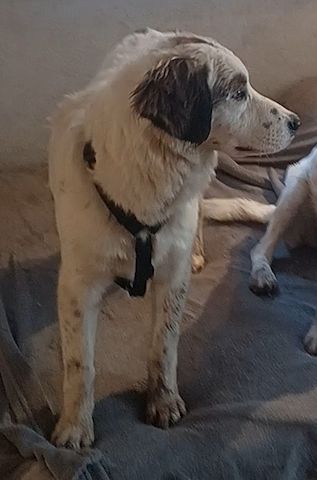 Mika, a.d.Tierschutz, sucht Happy-Home